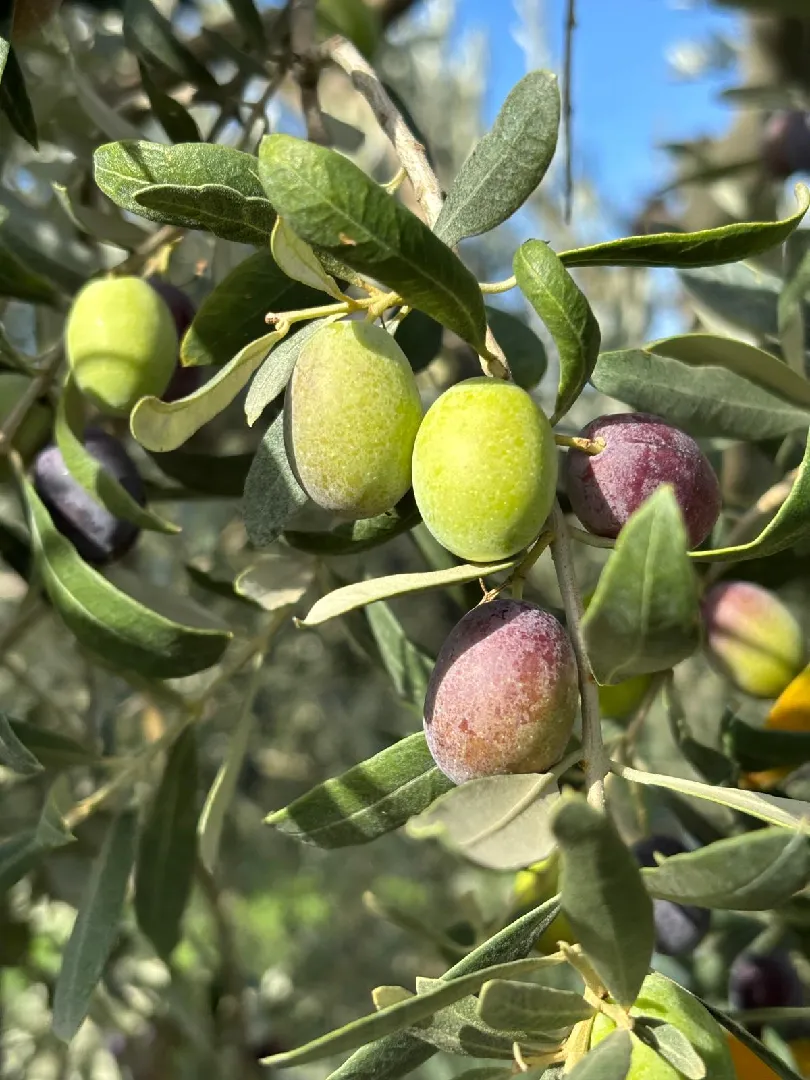 MyOlive Bahçe Görüntüsü 3