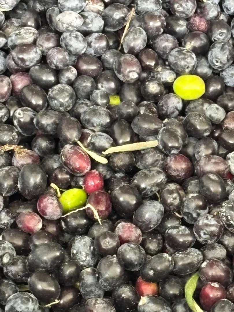 MyOlive Bahçe Görüntüsü 7